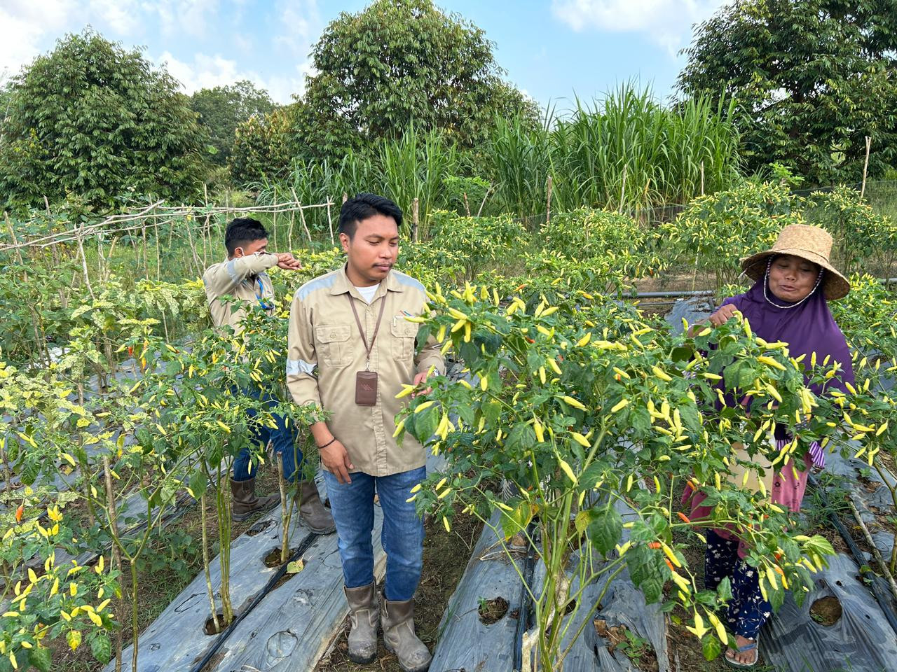 Kelompok Tani Binaan Sebuku Coal Group Gelar Panen Raya - SCG | Sebuku ...