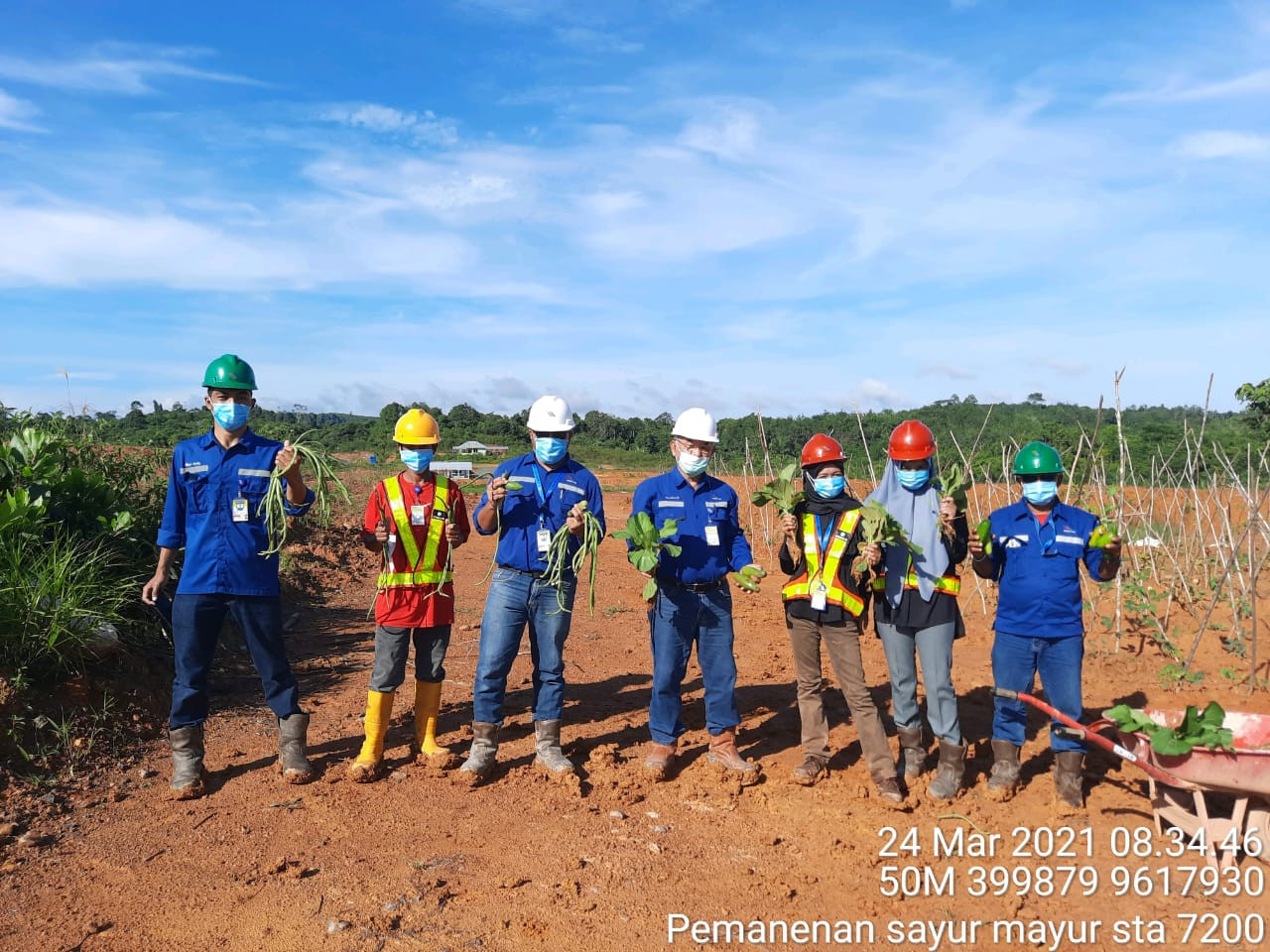 PANEN SAYUR MAYUR DI STA 7200 (NURSERY PROJECT)