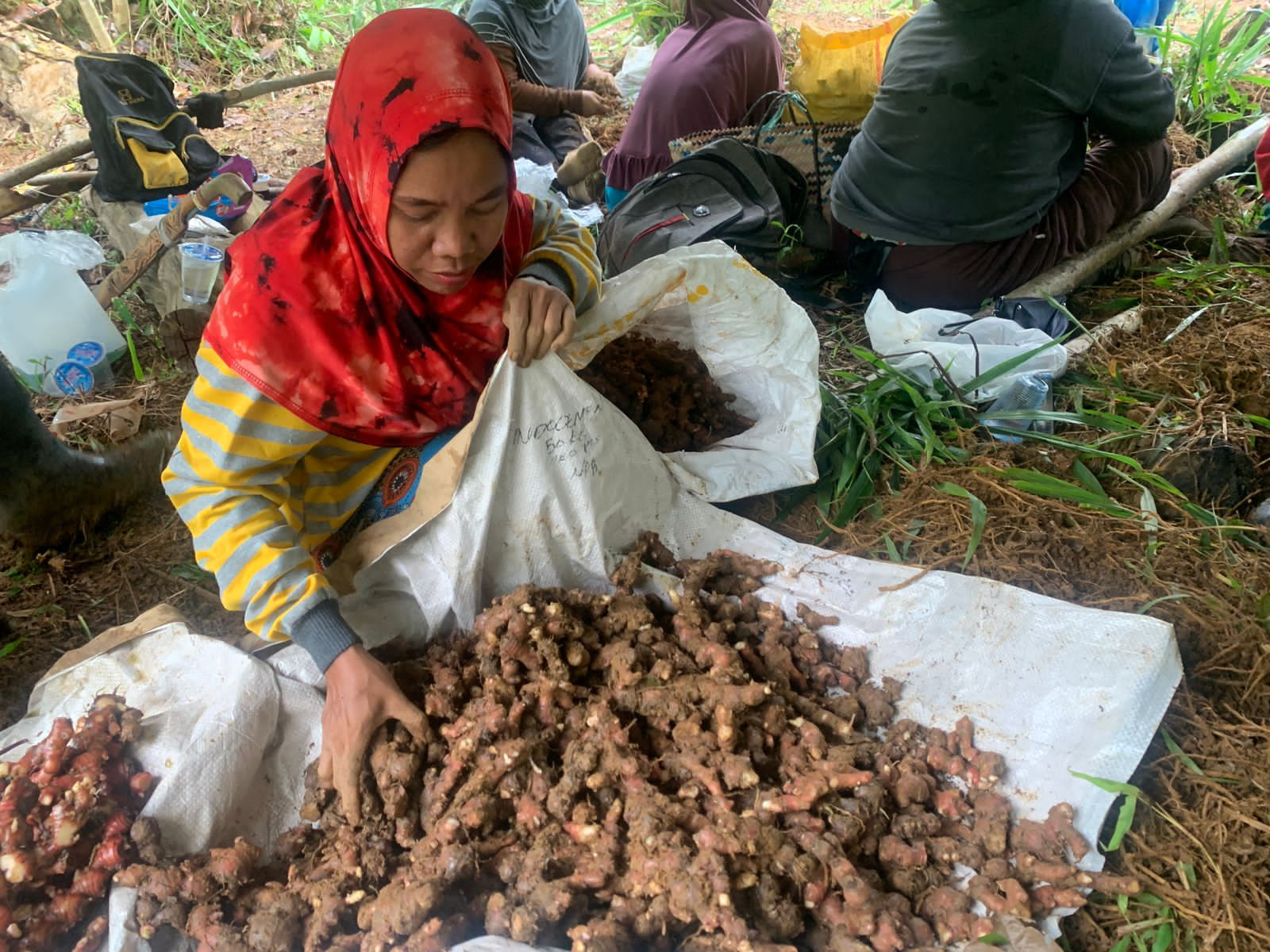 PKK Desa Selaru Panen Jahe Merah Lebih Dari 100 Kilogram