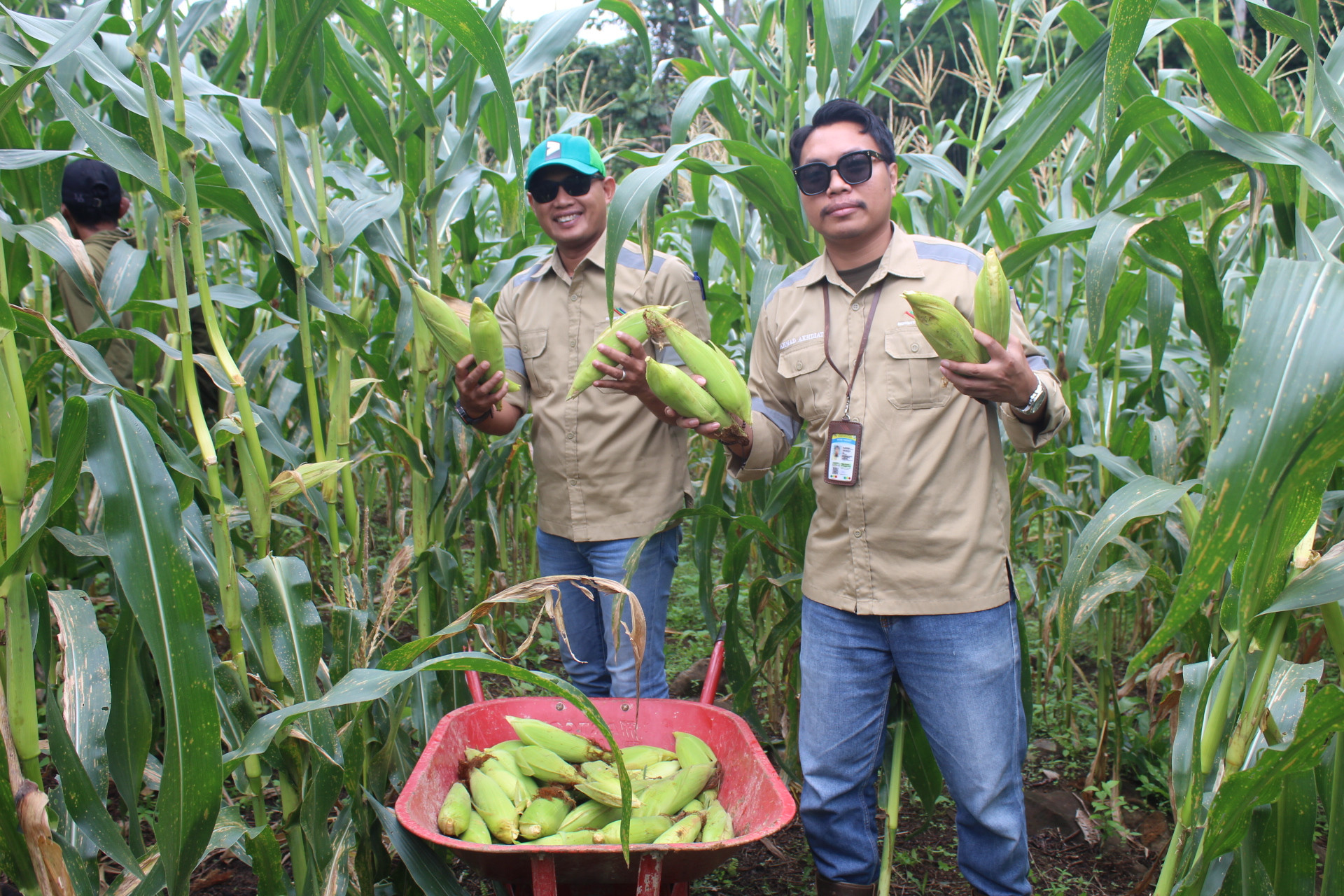 Panen Jagung Manis Warga, Hasil Melimpah Sukses Supply Ribuan Jagung Di Kotabaru