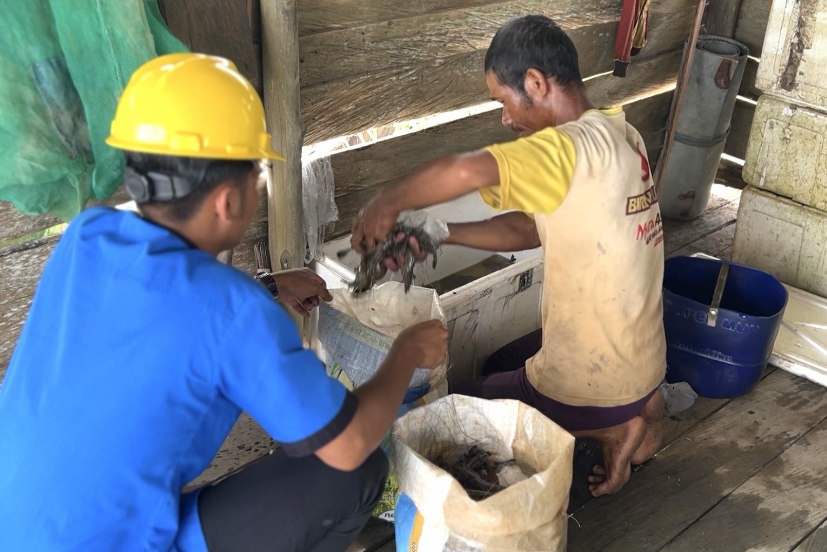 Panen Udang Tiger Warga Di Desa Binaan, Tim CSR Turut Berhadir