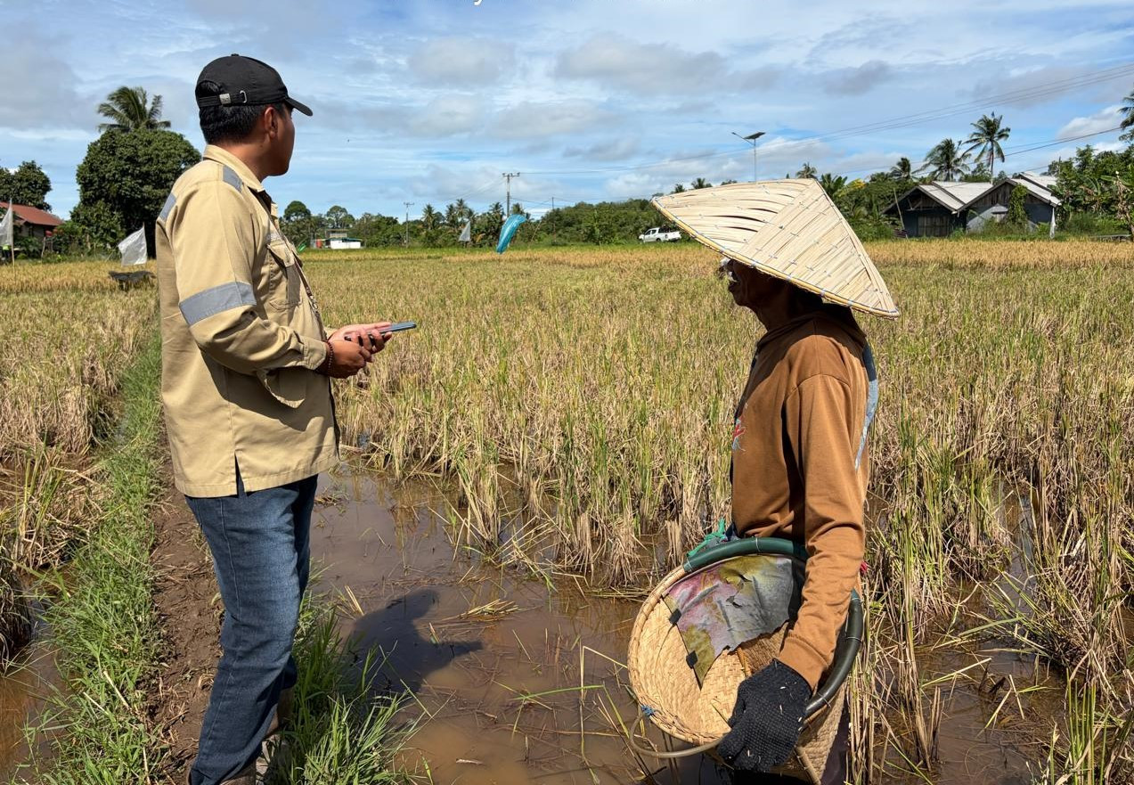 Panen Bersama Kelompok Binaan, CSR Sebuku Coal Group Tegaskan Dukungan bagi Petani