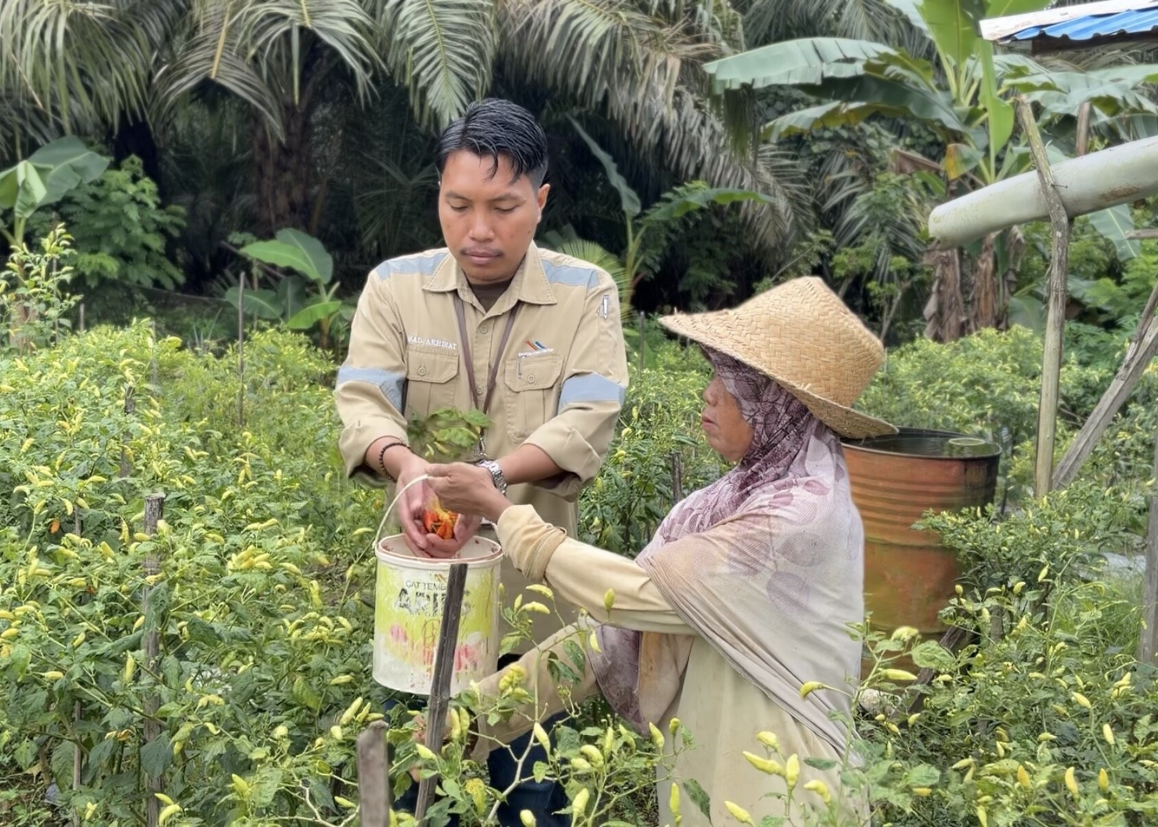 Panen 3 Hari Sekali, Cabai Kopwantan Binaan CSR Kian Menguatkan Ekonomi Perempuan Desa