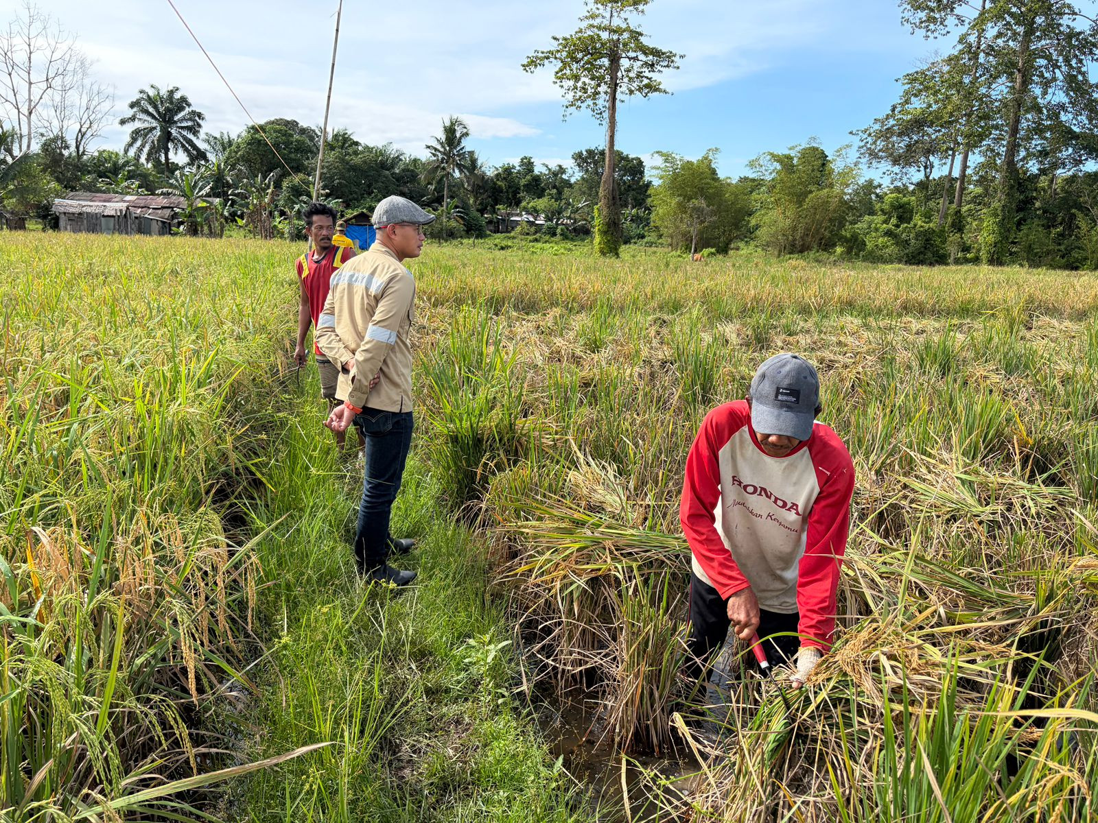 Hadiri Panen Padi Kelompok Raja Tani, CSR Sebuku Coal Group Siapkan Dukungan Pasca Panen